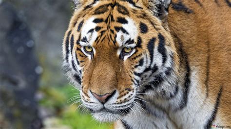  Ekor Harimau Berapi - Heybetli Bir Şekilde Hayvan Dünyasının Ateşli Gücü!