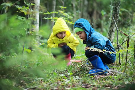 The Hunt in the Forest : An Exploration of Power and Nature's Wild Embrace!